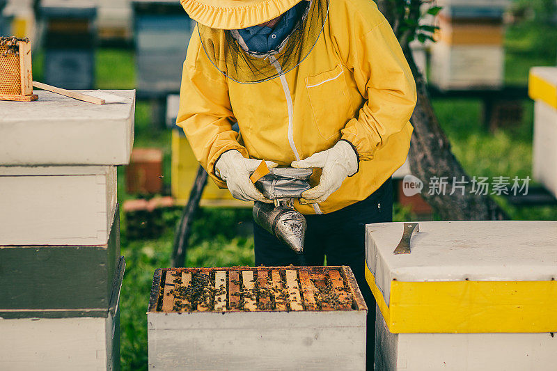 春天，一个养蜂人在他的养蜂场工作