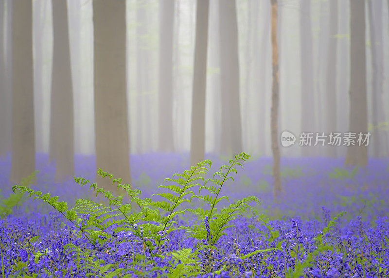 新鲜的绿色蕨类植物在长满风信子花的田野里