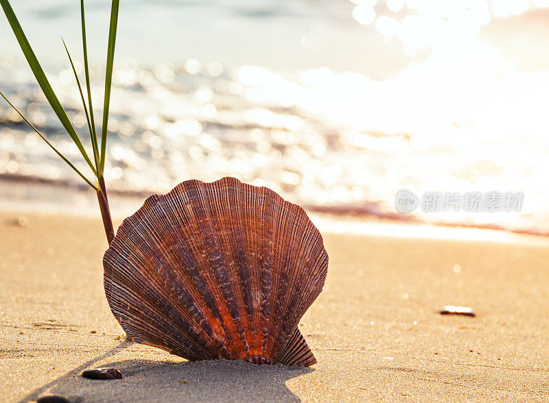 海滩上的贝壳