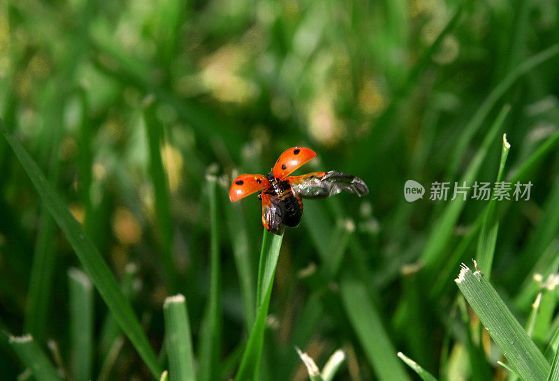 瓢虫在飞行