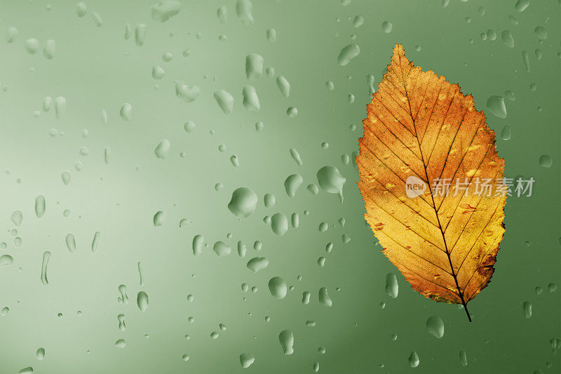 山毛榉树叶和雨滴