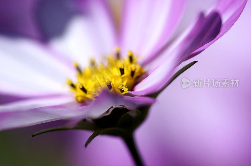 这是一幅双排菊花的细节图