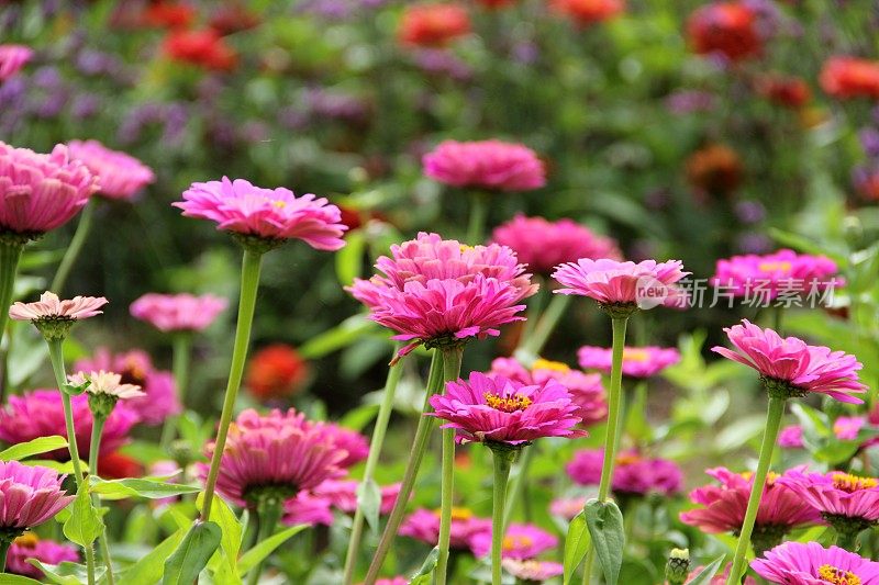 粉色zinnia花