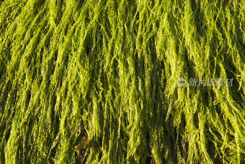 海藻,海藻纹理