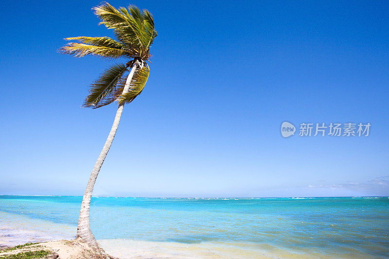 热带海滩上的一棵棕榈树在风中摇曳。