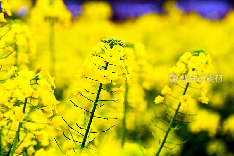 油菜花儿