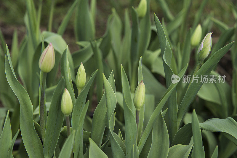 紫色有机郁金香苗圃的特写