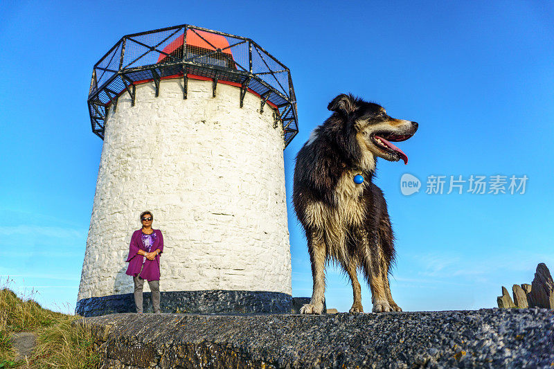 灯塔旁的柯利犬特写肖像