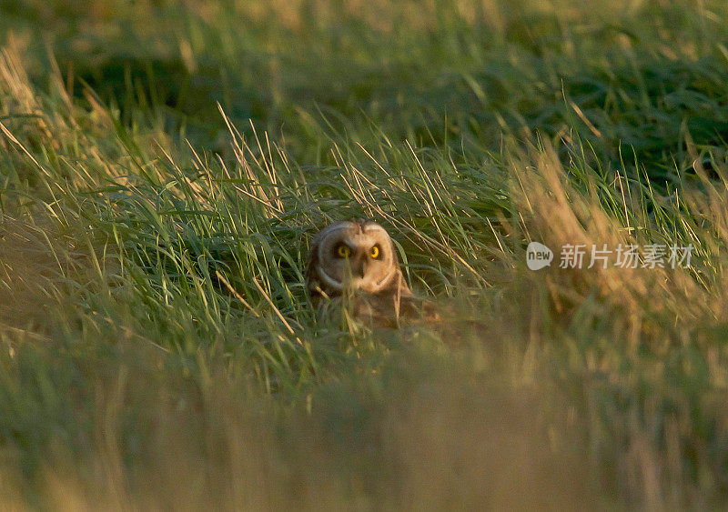 猫头鹰,