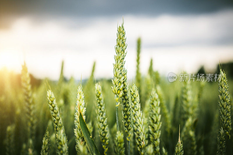 黑暗天气下的绿色麦田