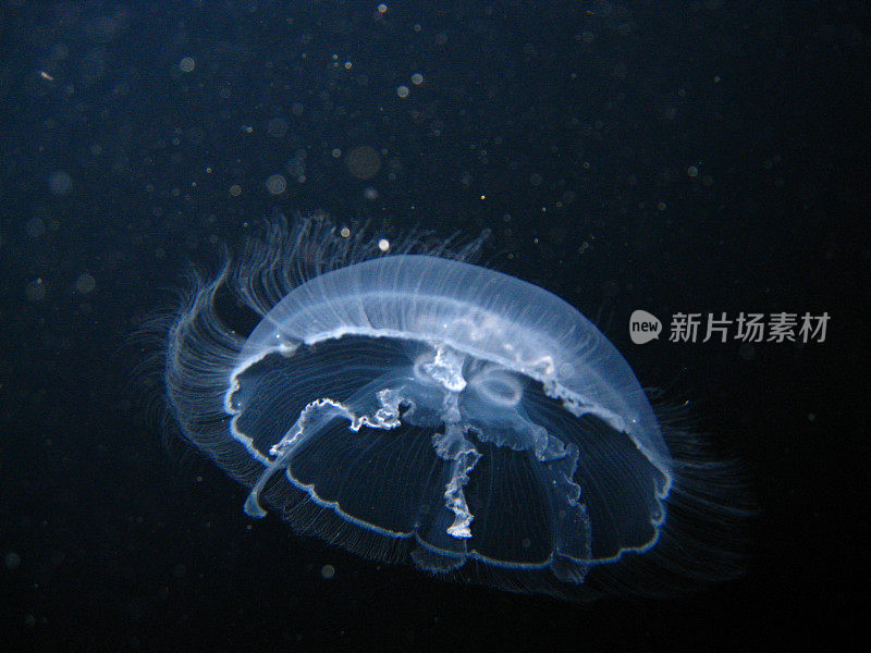 加勒比海水母的特写