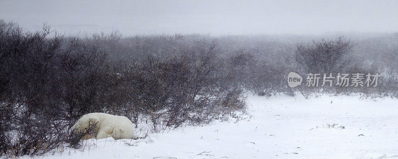 北极熊在暴风雪中