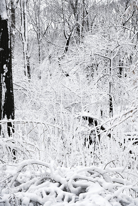 冬天的森林里下雪了