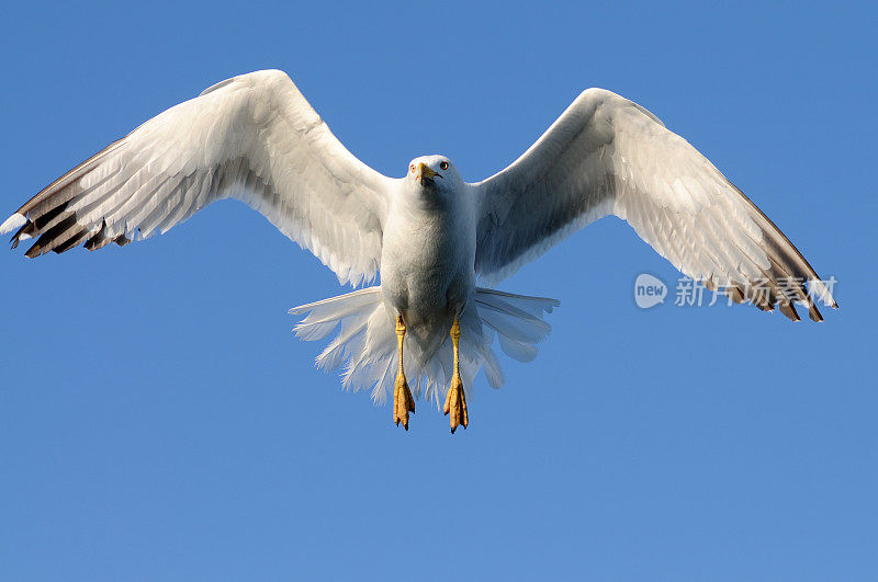 飞翔的海鸥