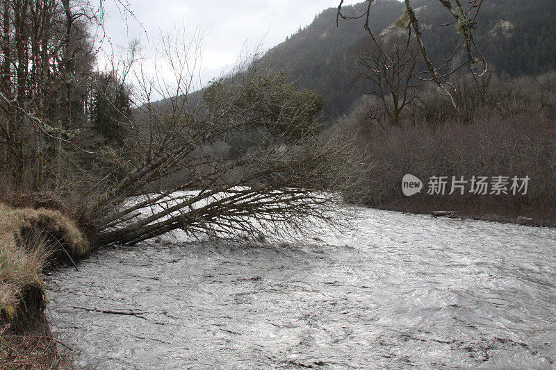 树木落入风暴，河水上涨