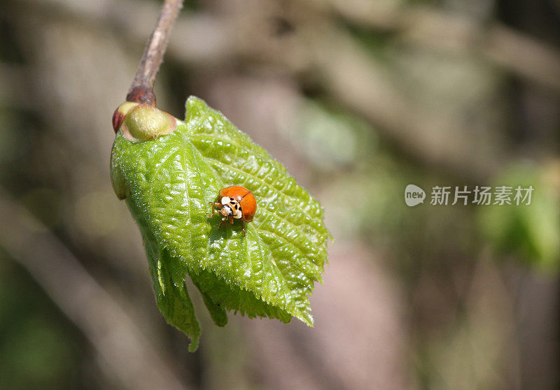 叶虫和瓢虫