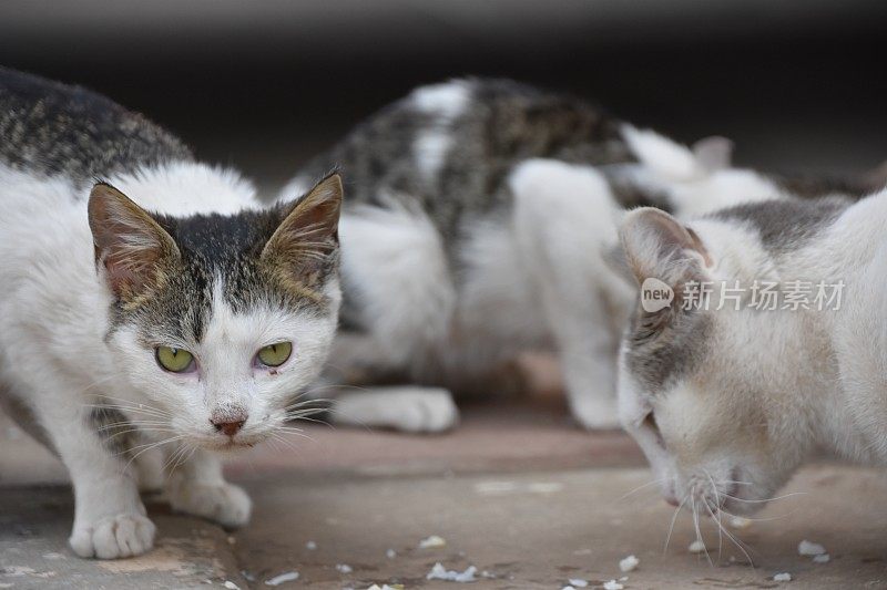 食猫科