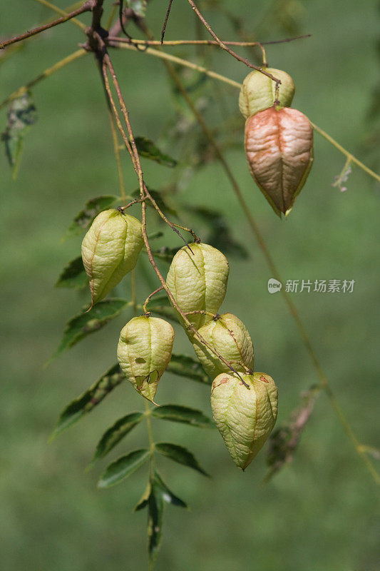 金色的雨树豆荚