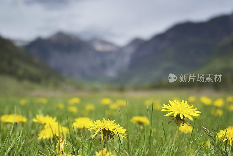 山地野花景观草甸