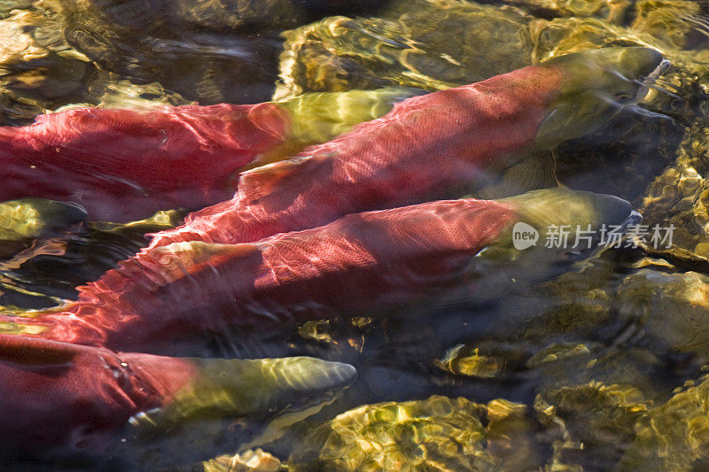 正在产卵的红鲑，在全红色和绿色的交配颜色