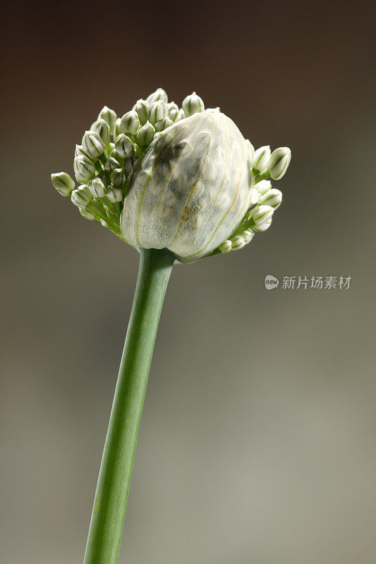 葱属植物的花