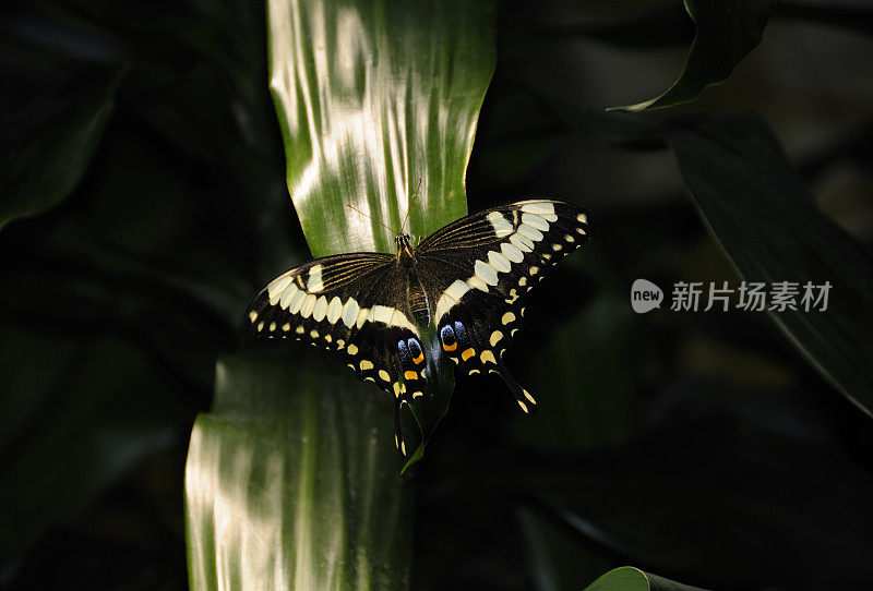 绿叶上的黑凤尾蝶