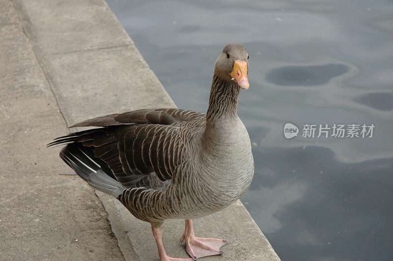 鹅往这边看