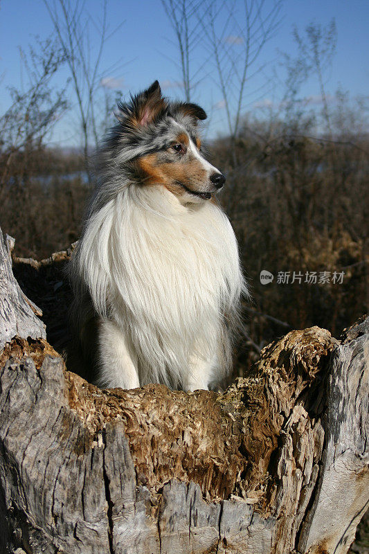 蓝山鸟色设得兰牧羊犬