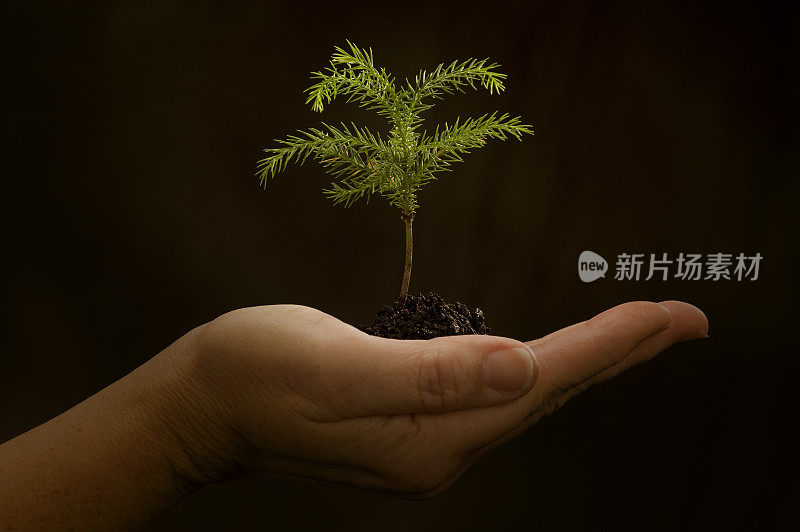 婴儿树在手掌与黑色的背景