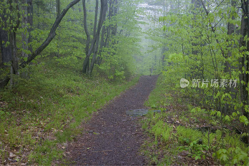 纽约，卡茨基尔，树林里的春天绿色小径