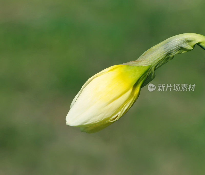 水仙花在春天开始开放