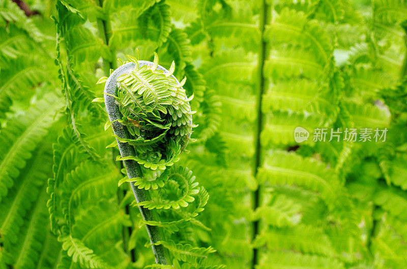 蕨类植物