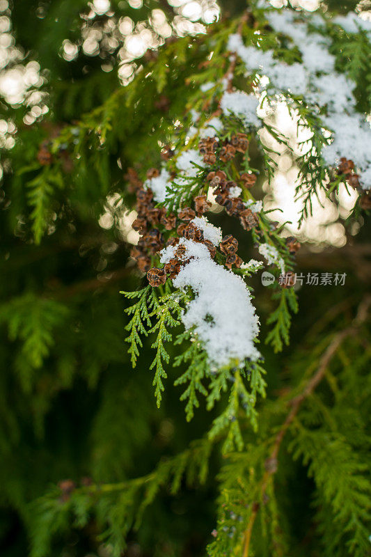 松树枝上的雪