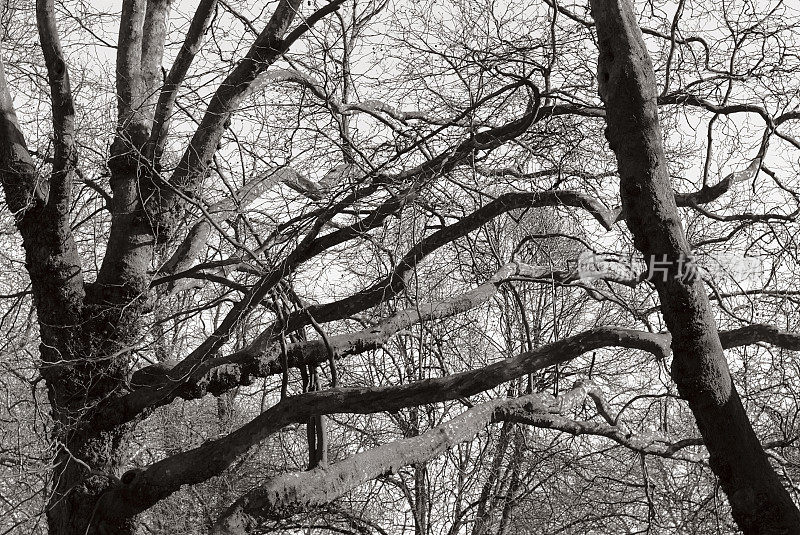 英国树木光秃秃，枝桠错综复杂，纹理自然背景