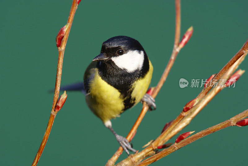 红醋栗枝上的大山雀