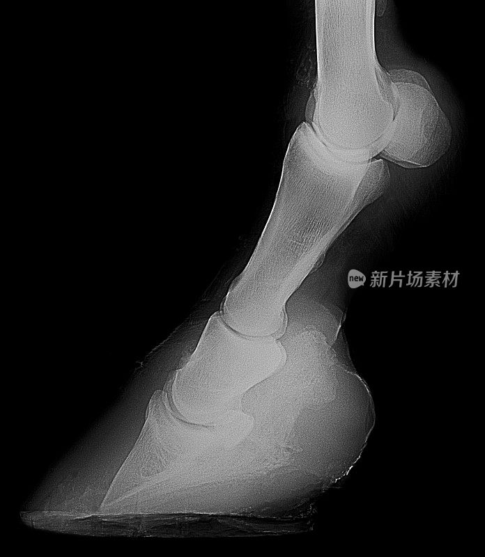 马腿和蹄的x光片没有骨折