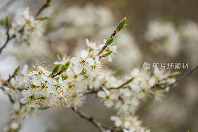 黑紫色的花朵