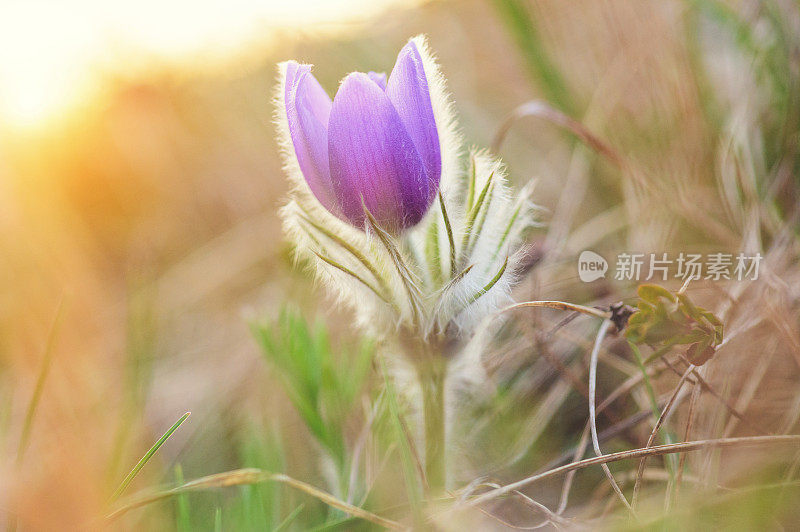 大白鸽花