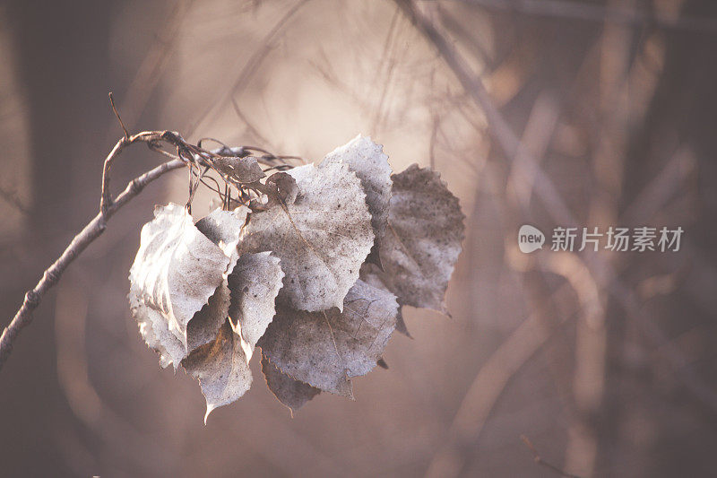 死去的杨树叶子