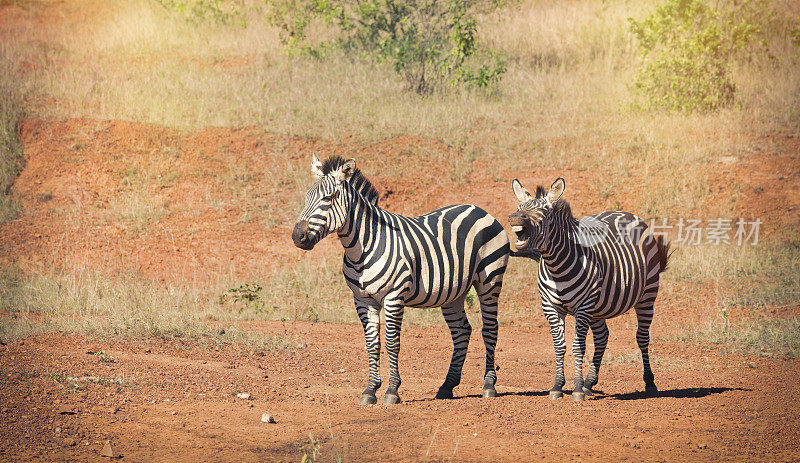 两只斑马在非洲狩猎之旅