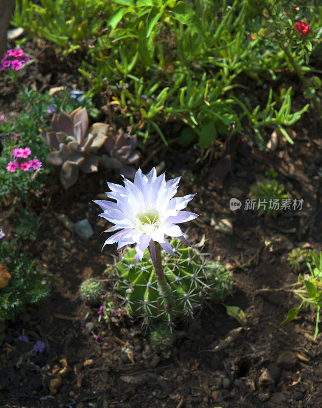 仙人掌花Echinopsis