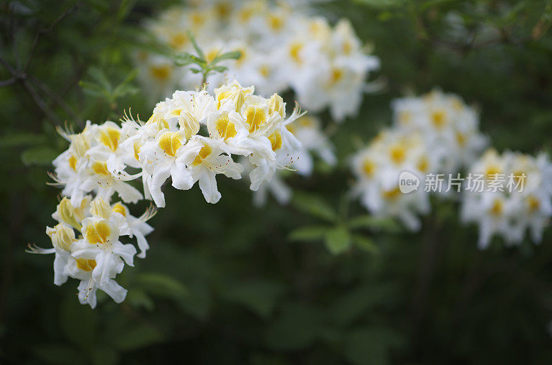 夏天的杜鹃花是黄花绿叶