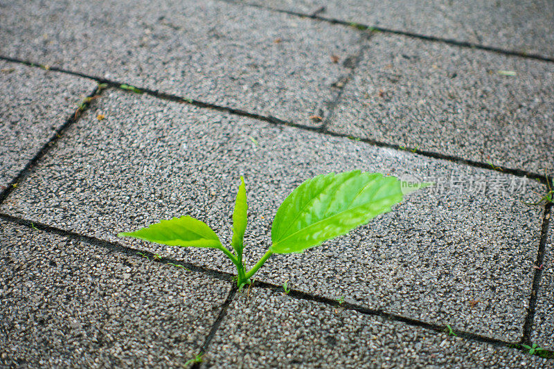 穿透地面生长的植物