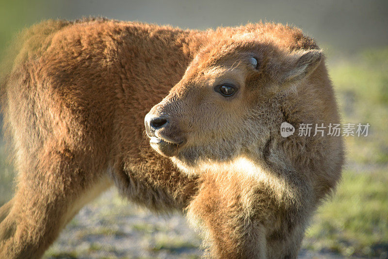 黄石泉野牛幼崽