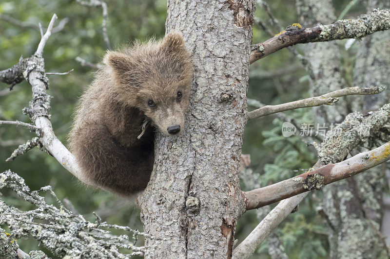 害羞的棕熊独自在松树上