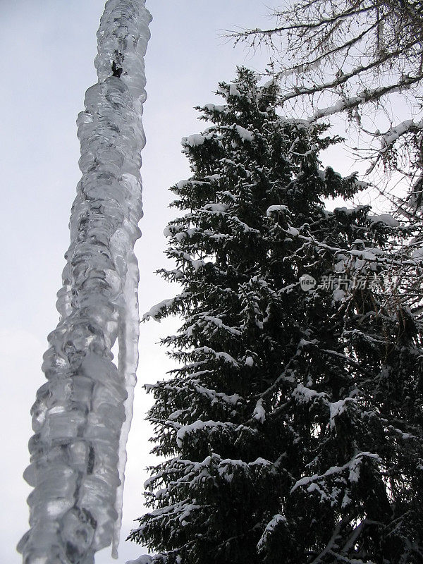 冰冻的链条和下雪的树没有人