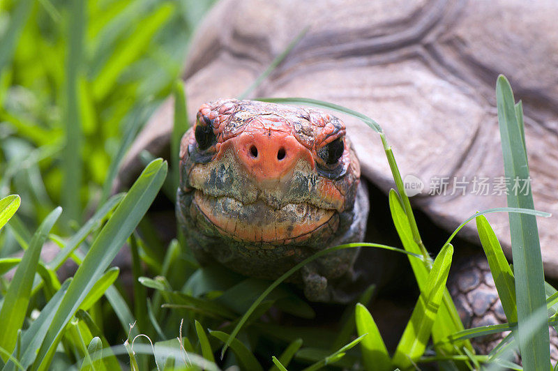 红脚乌龟