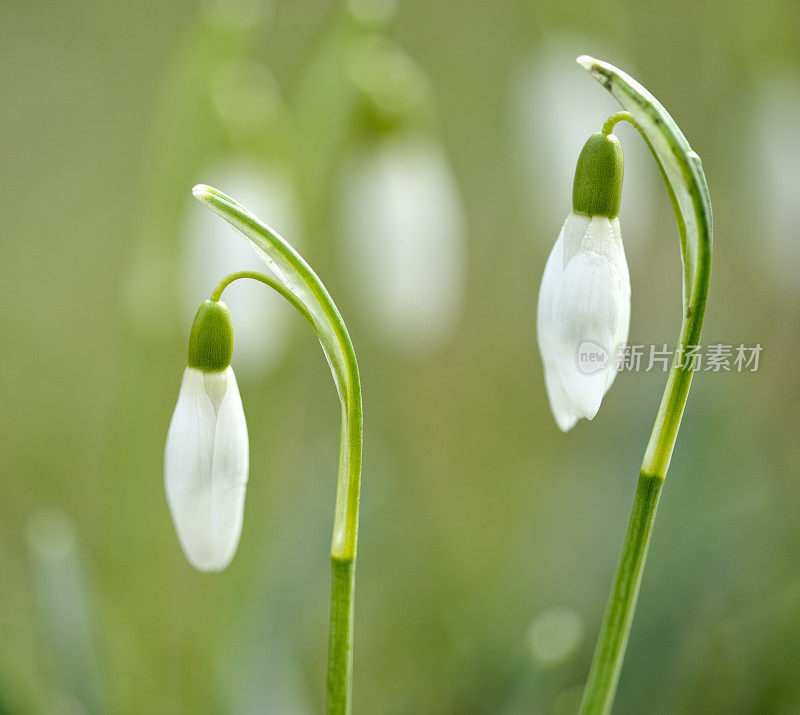 雪花莲