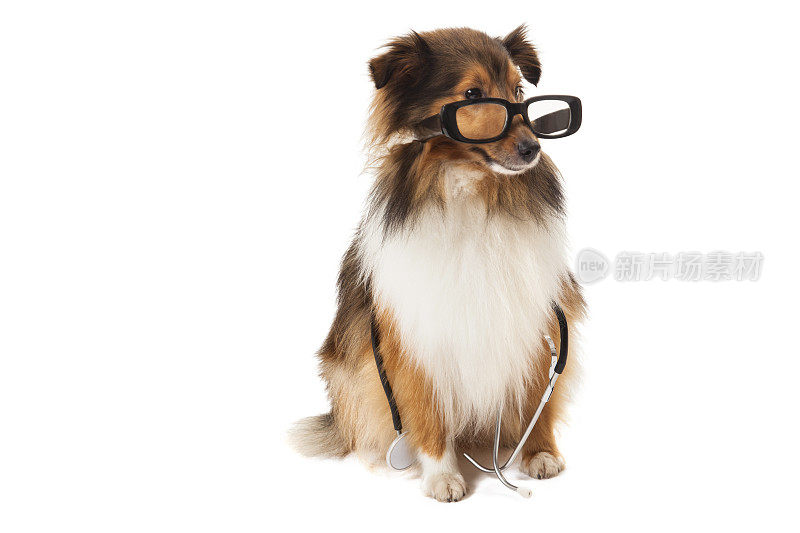 设得兰牧羊犬戴眼镜当医生