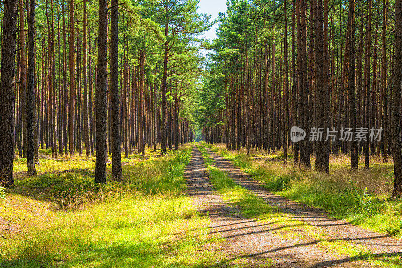 林道槽松林带沙路